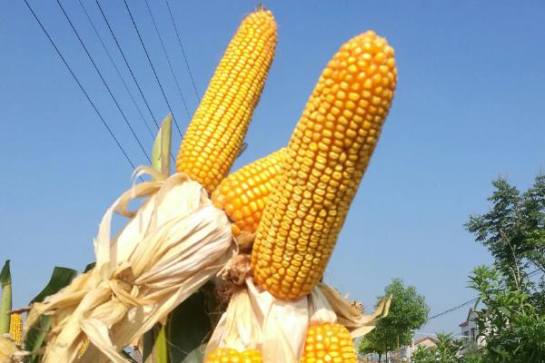 正红806玉米种子特点，适宜播种期3月上旬至4月下旬