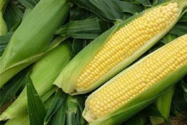 众盈959玉米种子特征特性，密度4000株/亩左右