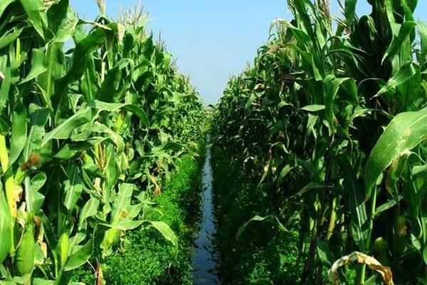 必祥2156玉米种子特征特性，适宜播种期4月下旬至5月上旬