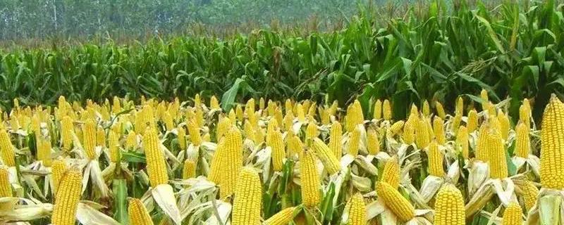 金苹果5099玉米种子简介，适宜播种期5月1日前后