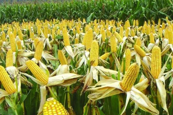 皆丰1159玉米种子简介，适宜播种期4月下旬至5月上旬