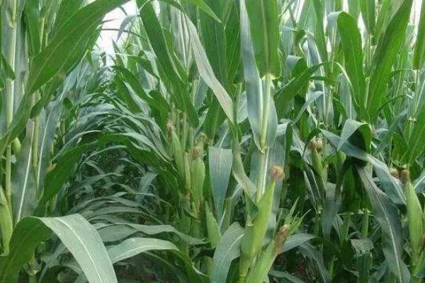 天育525玉米种子简介，中抗大斑病