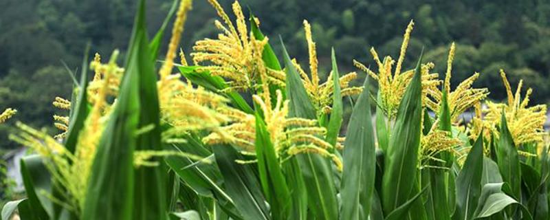 HG206玉米种子简介，密度4500株/亩左右