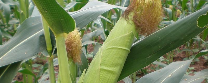 皆丰1159玉米种子简介，适宜播种期4月下旬至5月上旬