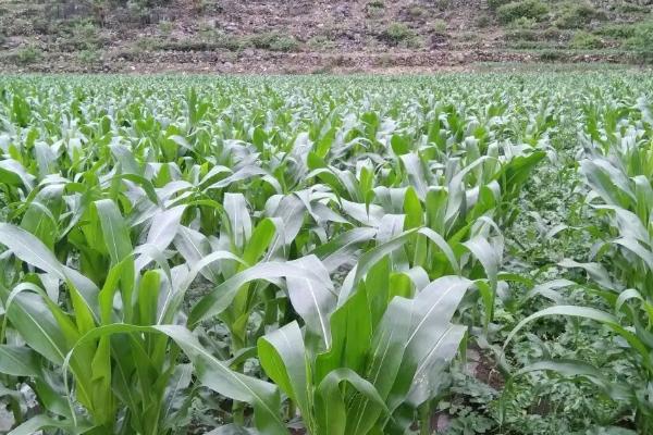 金象5215玉米品种简介，密度4500株/亩左右
