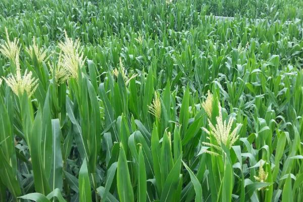 ZP781玉米种子特征特性，注意防治大斑病和穗腐病