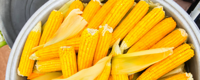 龙垦37玉米品种简介，注意防治大斑病和灰斑病