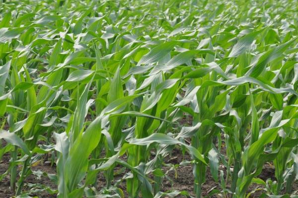 JD1603玉米种子特征特性，密度5000株/亩左右