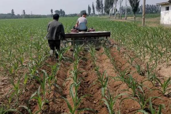 JD1603玉米种子特征特性，密度5000株/亩左右