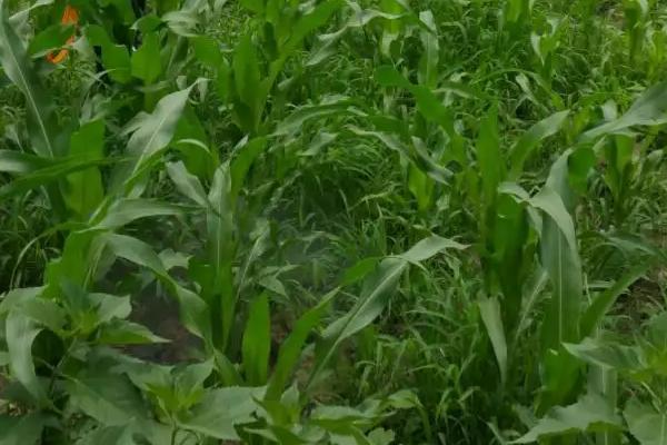 瑞福尔115玉米种子特点，中抗茎腐病