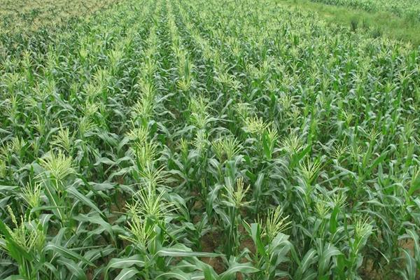 JD1603玉米种子特征特性，密度5000株/亩左右
