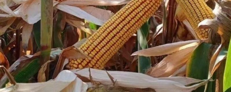 JD1603玉米种子特征特性，密度5000株/亩左右