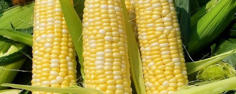 瑞福尔109玉米种子简介，适宜播种期4月下旬至5月上旬