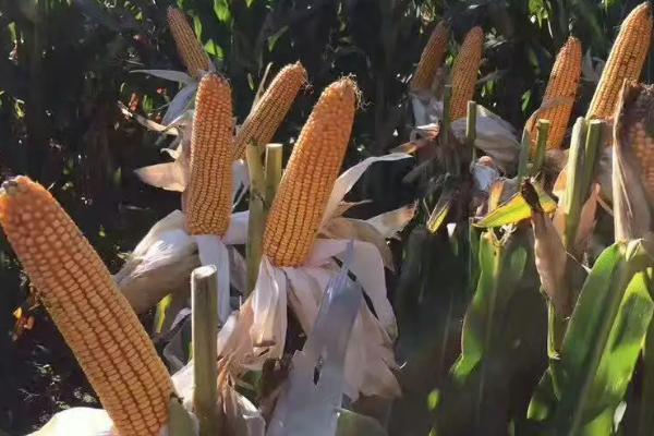 晟尔瑞66号玉米种子特点，密度6000株/亩左右