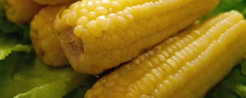 瑞福尔115玉米种子特点，中抗茎腐病