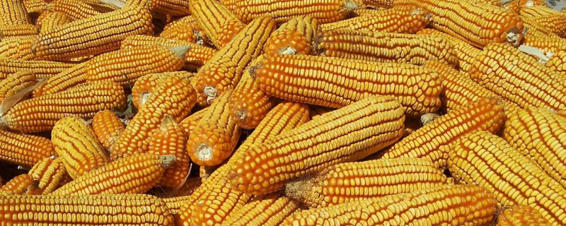 丰垦919玉米种子特征特性，中抗茎腐病