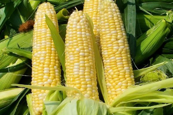 金博士805玉米种子特点，中抗丝黑穗病