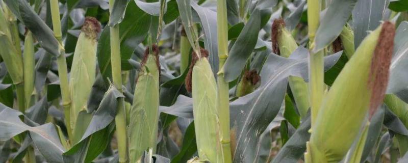 郑品玉518玉米种子简介，适宜播种期4月下旬至5月上旬