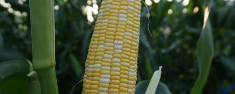 和育736玉米品种的特性，适宜播种期4月下旬至5月上旬