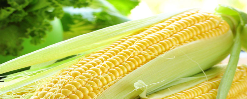 金象6816玉米种子特点，中抗穗腐病