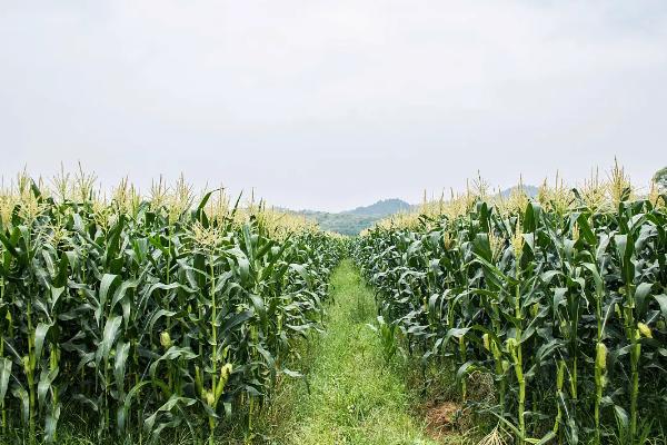 和育6062玉米种子特征特性，密度5500—6000株/亩