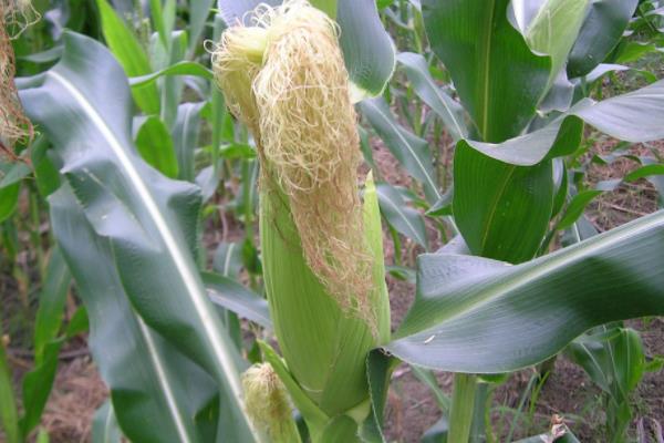 327HB玉米种子特征特性，适宜播种期4月下旬至5月上旬