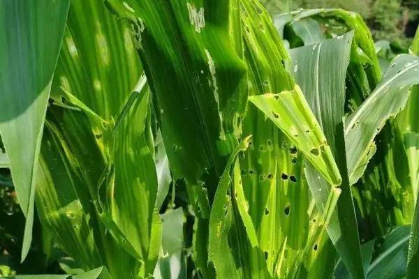 和育736玉米品种的特性，适宜播种期4月下旬至5月上旬
