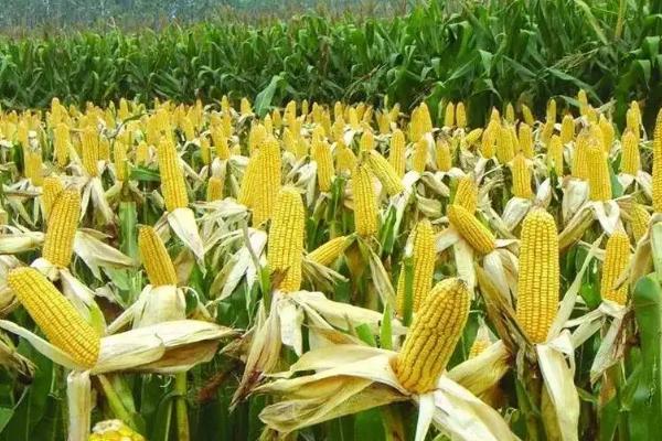 和育736玉米品种的特性，适宜播种期4月下旬至5月上旬