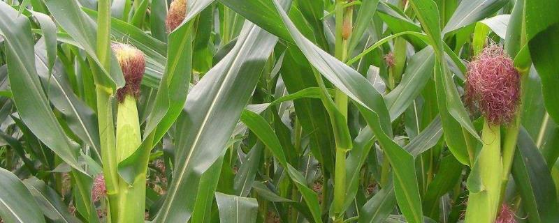 宏祺302玉米品种的特性，注意防治灰斑病和丝黑穗病