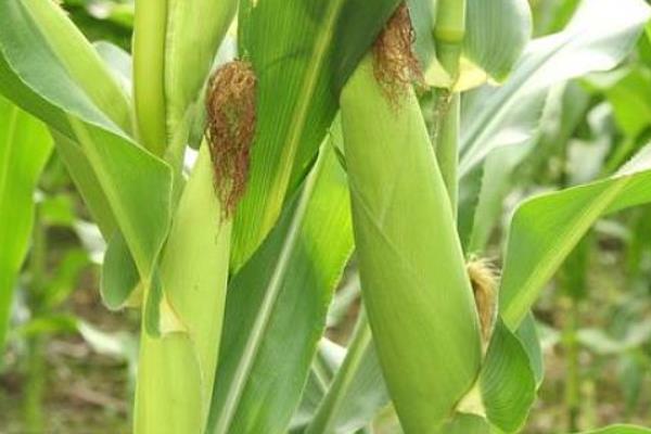 郑品玉518玉米种子简介，适宜播种期4月下旬至5月上旬