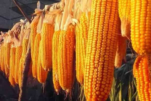 327HB玉米种子特征特性，适宜播种期4月下旬至5月上旬