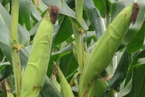 佳汇和955玉米种子简介，中抗茎腐病