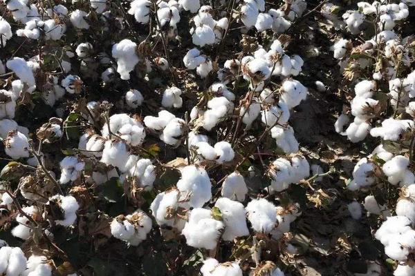 丰德棉119棉花种子特征特性，滴施黄腐酸和乙蒜素防治黄萎病