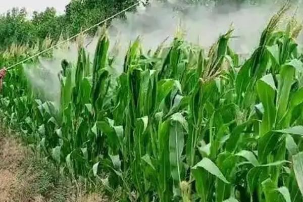 桂黑甜糯621玉米种子简介，中抗纹枯病