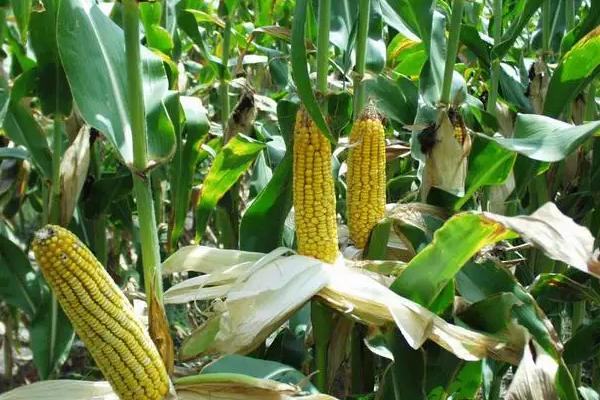 先达4092玉米种子特征特性，适宜播种期4月下旬至5月上旬