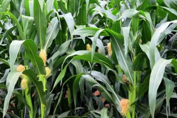 先达4092玉米种子特征特性，适宜播种期4月下旬至5月上旬