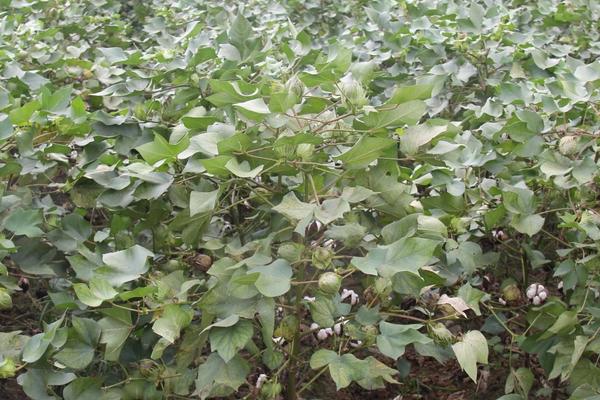 冀中570棉花种子特征特性，草害防治禾本科及阔叶杂草