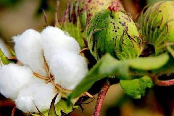 丰德棉119棉花种子特征特性，滴施黄腐酸和乙蒜素防治黄萎病
