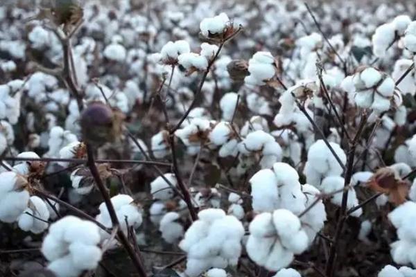 鲁杂1178棉花种子特点，播种期4月15日至4月30日