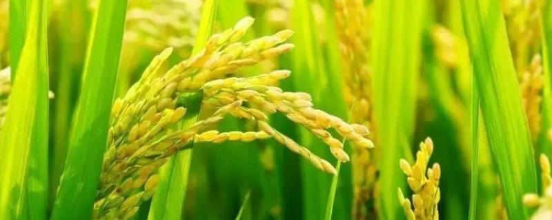 挺两优166水稻品种简介，籼型两系杂交水稻品种