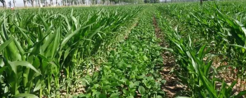 沂豆13大豆种子介绍，生育期平均98天