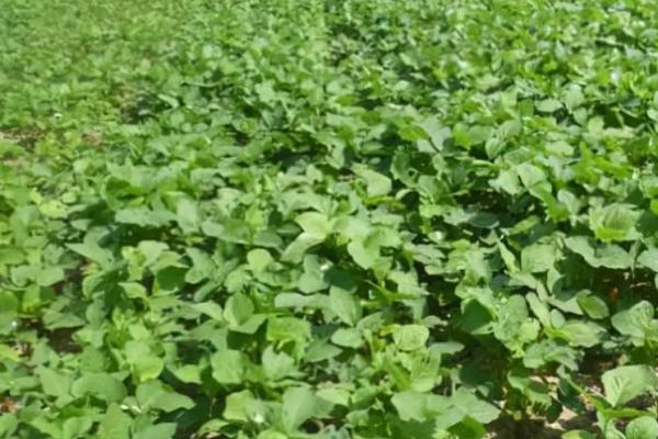 沂豆13大豆种子介绍，生育期平均98天