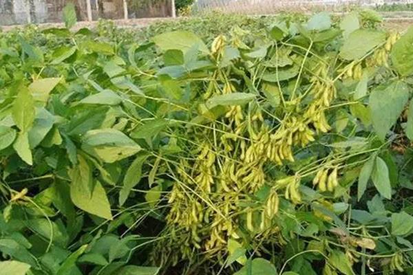 洛豆1号大豆种子特征特性，生育期平均103天
