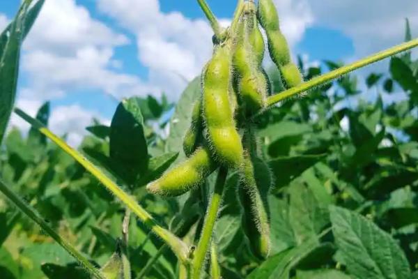 洛豆1号大豆种子特征特性，生育期平均103天