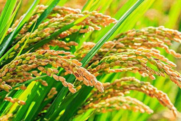 嘉禾优960水稻种子特点，一般6月上旬至6月下旬播种