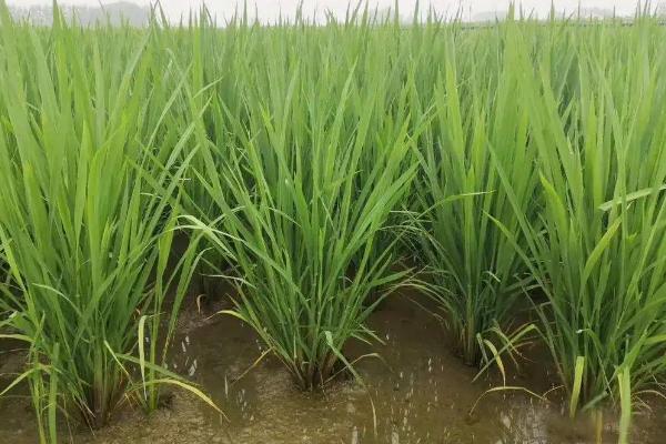 闽两优708水稻品种简介，全生育期133.8天