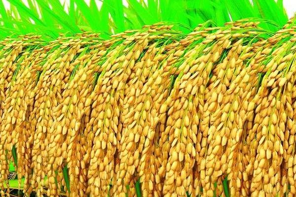 筑优筑农丝苗水稻品种的特性，每亩插足基本苗6万以上