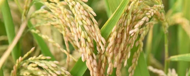 庐州占水稻品种简介，一般5月下旬至6月上旬播种