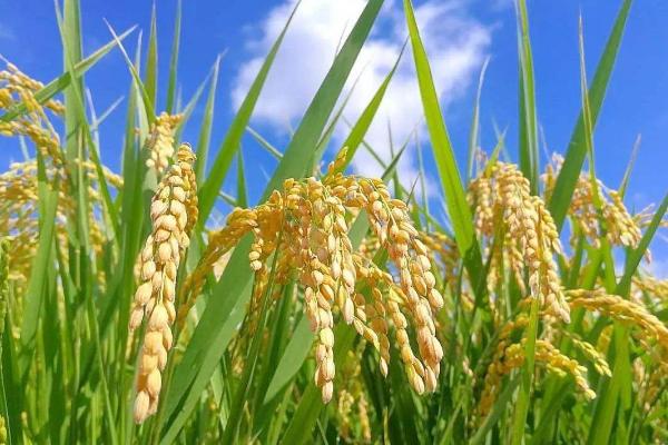 丽香优005水稻品种简介，每亩插足基本苗6万以上
