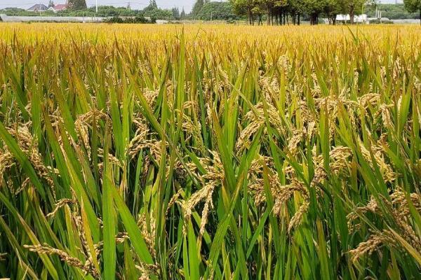庐州占水稻品种简介，一般5月下旬至6月上旬播种